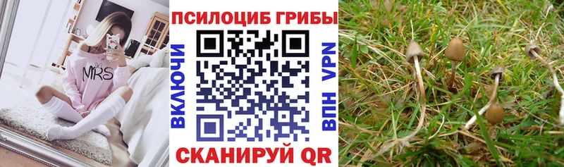 гидра вход  Светлоград  Галлюциногенные грибы мицелий 